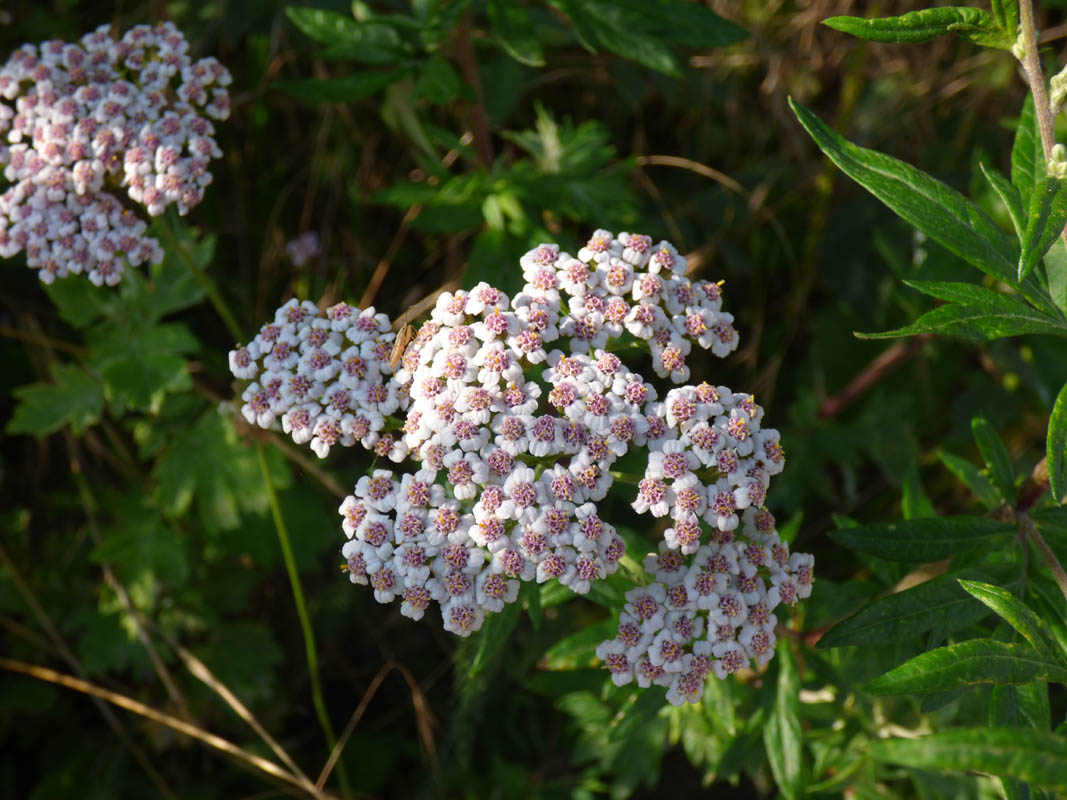 Achillea millefolium